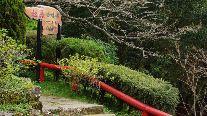 Taiwan Coffee Regions: Alishan, Gukeng, Dongshan, and Nantou Compared