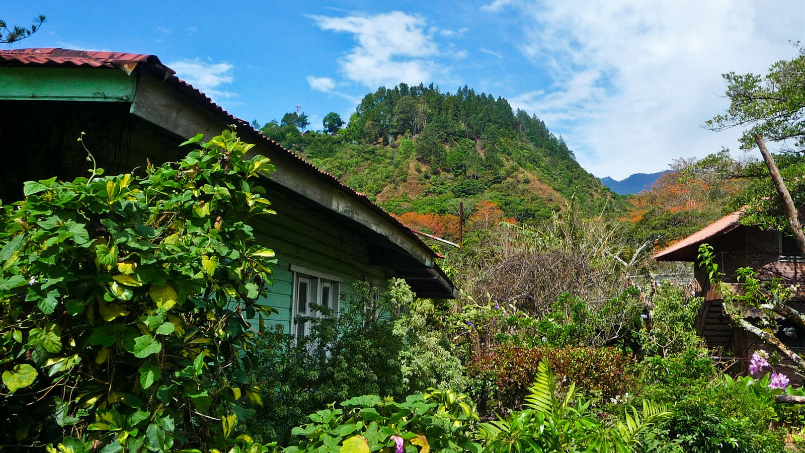 Panama Coffee Beyond Geisha: Boquete, Volcan, and Key Varieties