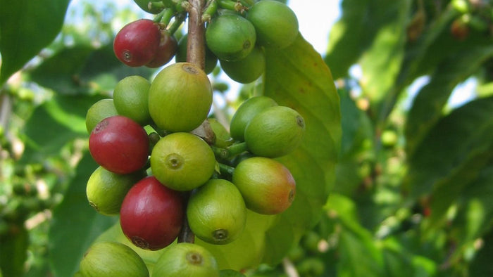 Coffee cherries at different ripeness stages on a coffee branch