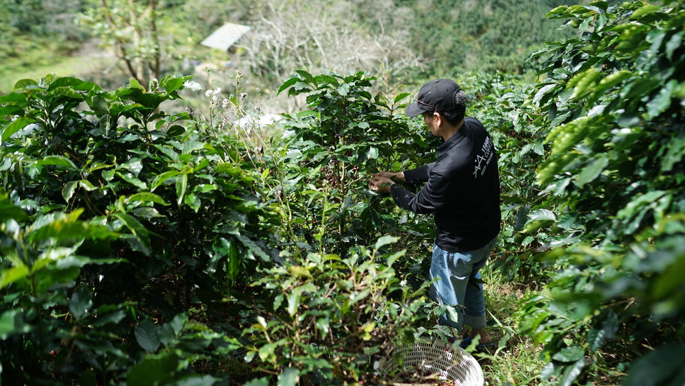 Colombian Coffee Regions Explained: Huila, Nariño, and Cauca