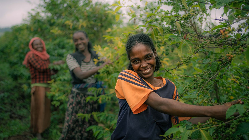 Ethiopian Coffee Regions Explained: Yirgacheffe, Guji, and Sidama