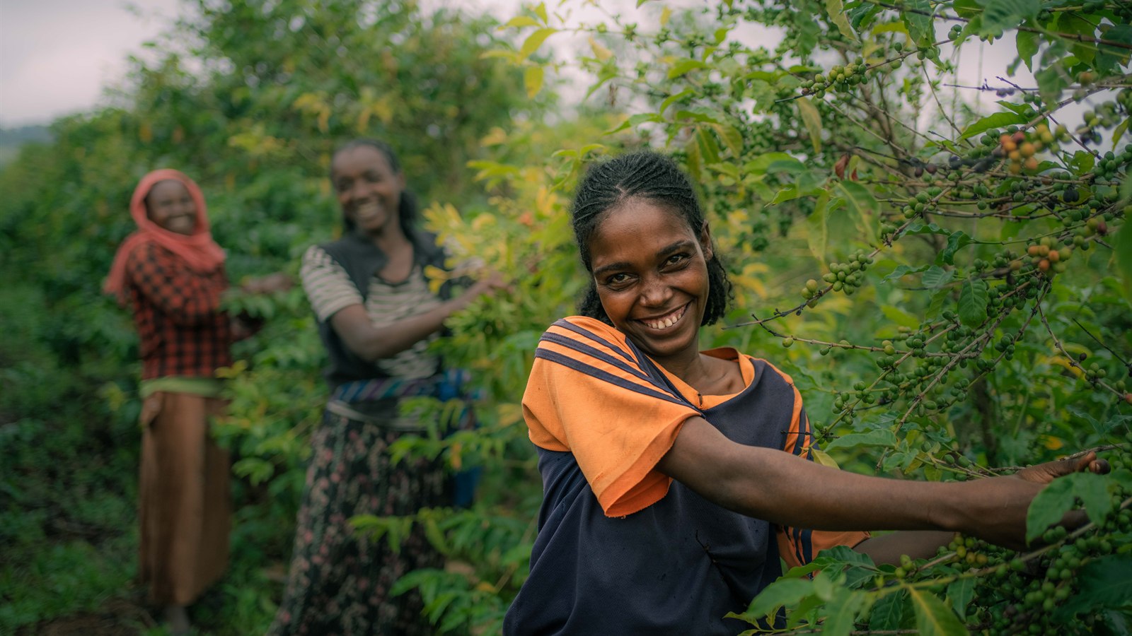 Ethiopian Coffee Regions Explained: Yirgacheffe, Guji, and Sidama