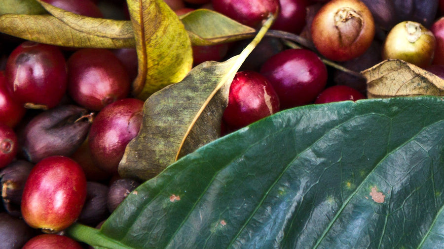 Freshly harvested red coffee cherries before post-harvest fermentation